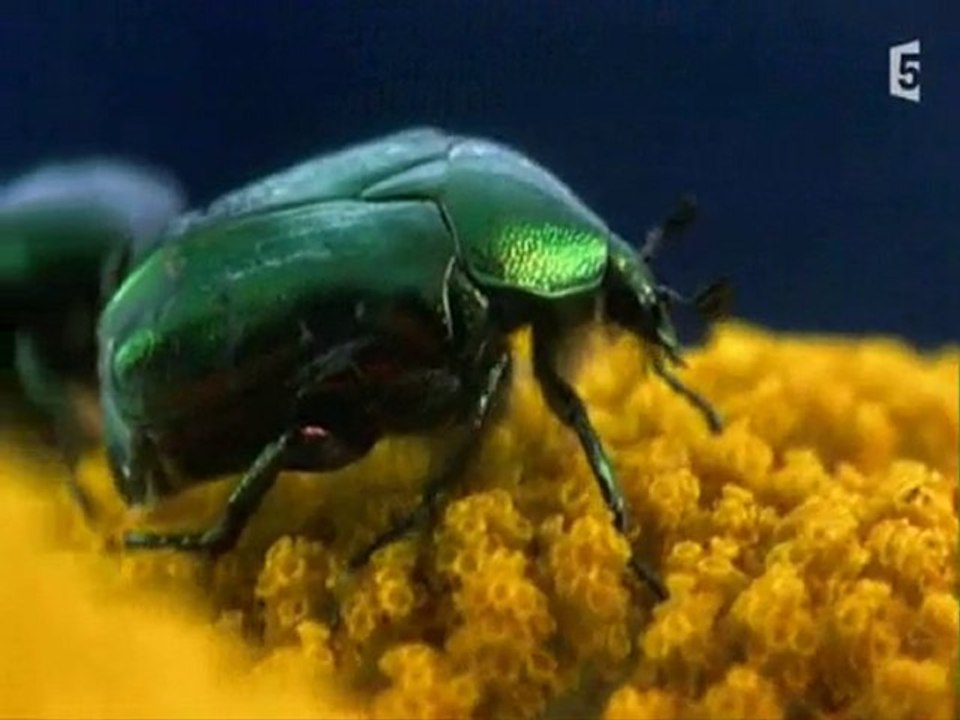 surprenantes petites bêtes (changer de peau) partie2