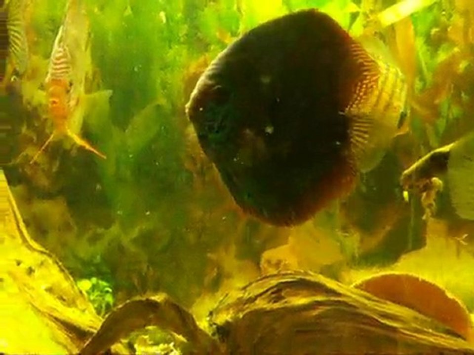 repro discus alenquer santharem