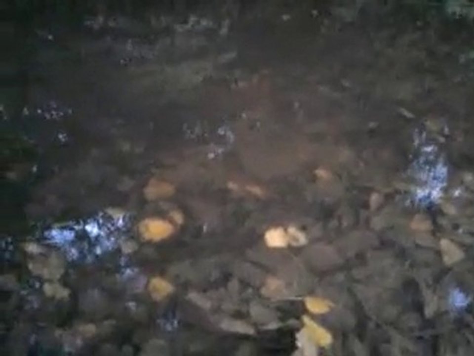 lacher de truite !!!!!!!!!!!