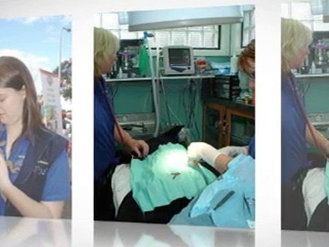 Menai Animal Hostpital | Sylvania Vet