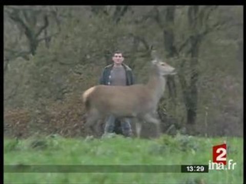 Une biche adoptée par un troupeau de vaches