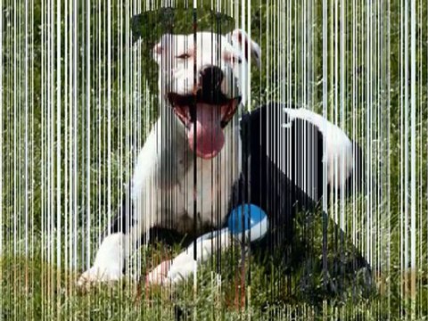 Dog Training - Train Puppies, Pitbulls, Boxers etc