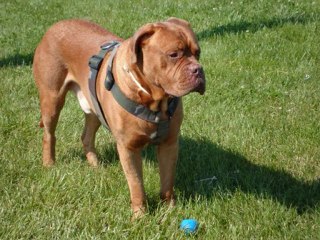 boggart et kouma  2010 12 mai_0001