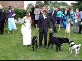 un chien fait pipi sur la mariée