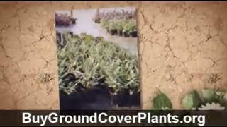 Buy Ground Cover Plants
