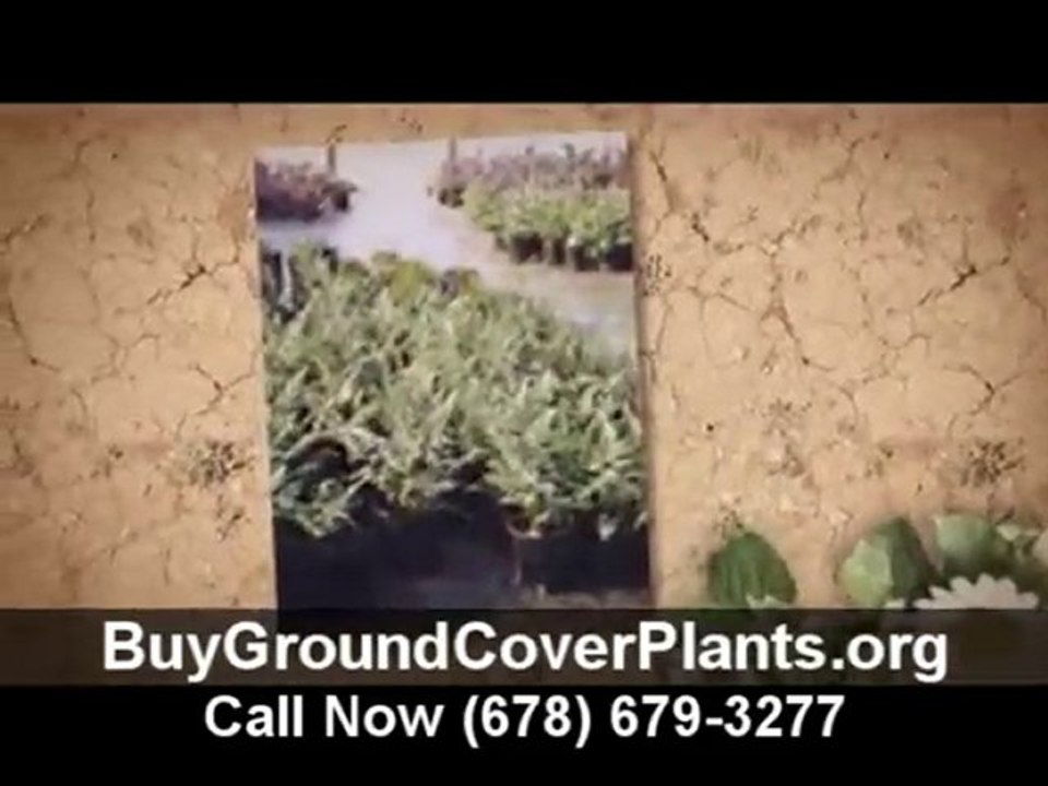 Buy Ground Cover Plants