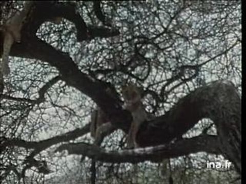 Chasseurs et charognards de la savane