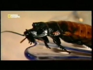 Comidas "exoticas": El club de los exploradores (NYC)