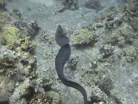 Egypte septembre 2010 site Abu Ramada - mer rouge