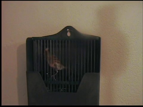 mon mulet chardonneret x canari