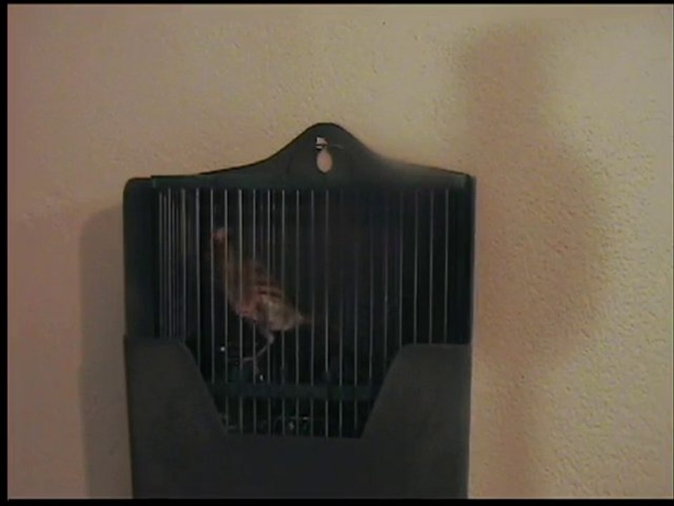 mon mulet chardonneret x canari