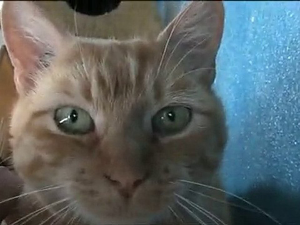 Lost Cat