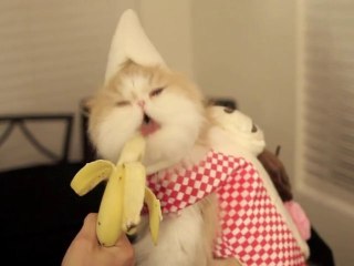 Chat ou Banana Split ?