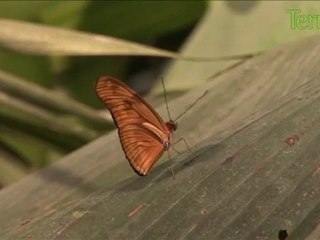 Darwin : passé, présent, avenir