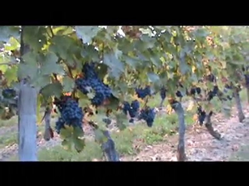 Vendanges 2010 Domaine de la Noiraie Bourgueil