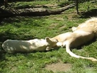 La Flèche : lions zoo