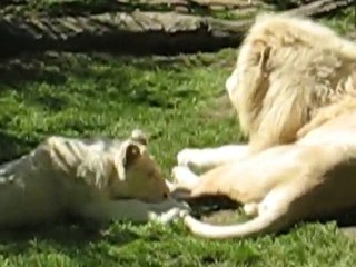 La Flèche : lions zoo