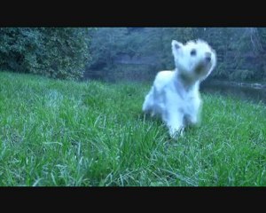 Réglisse the westie