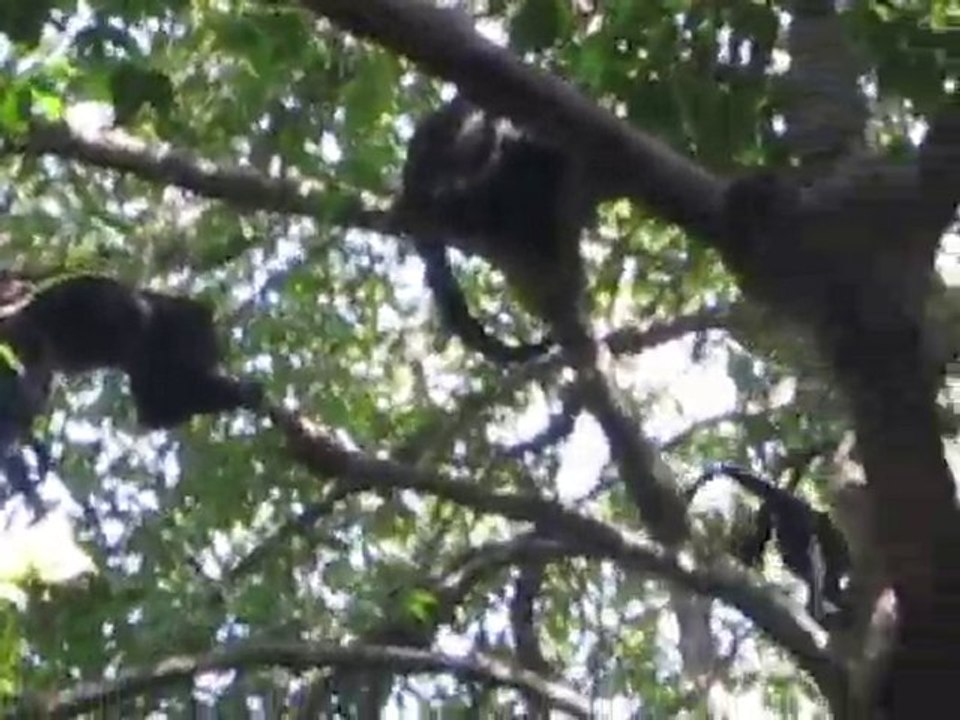 Les singes de Tikal