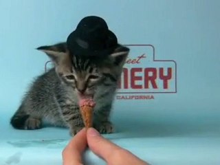 Lake Street Pub : le chat dandy et gourmand