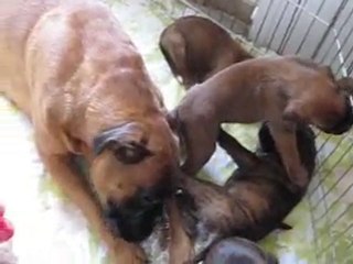 29-10-2010 Chiots D'Awa x Uster 34 jours