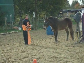 Démo éthologie 29 octobre 2010