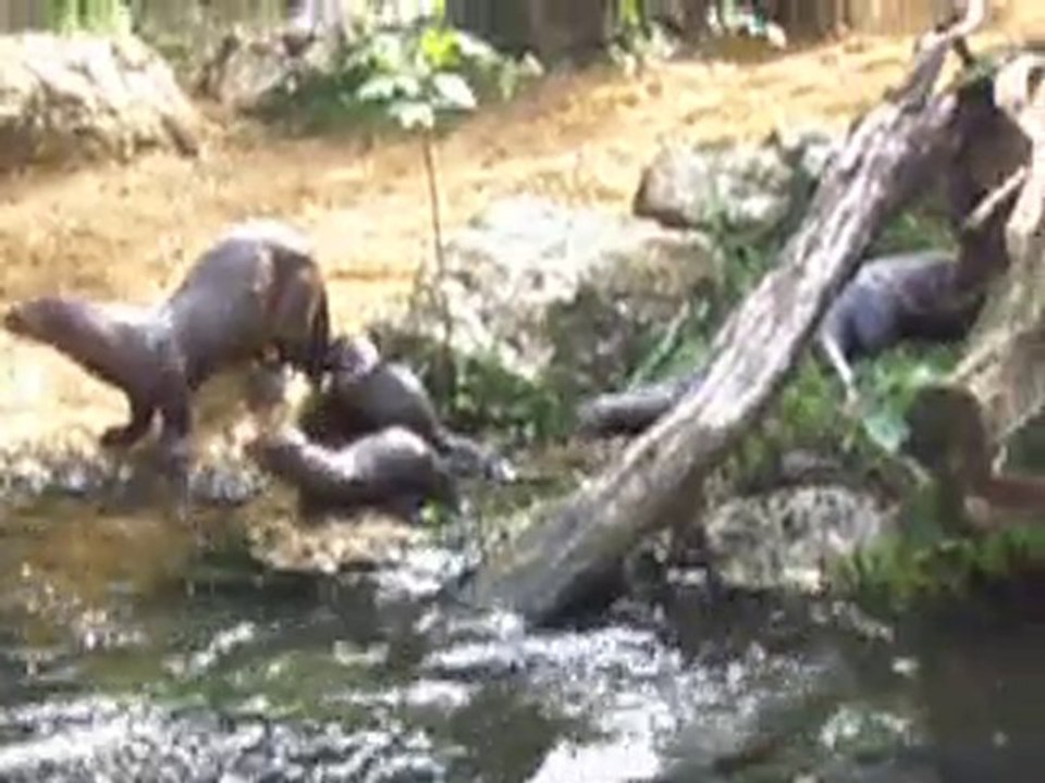 zoo de doué 001