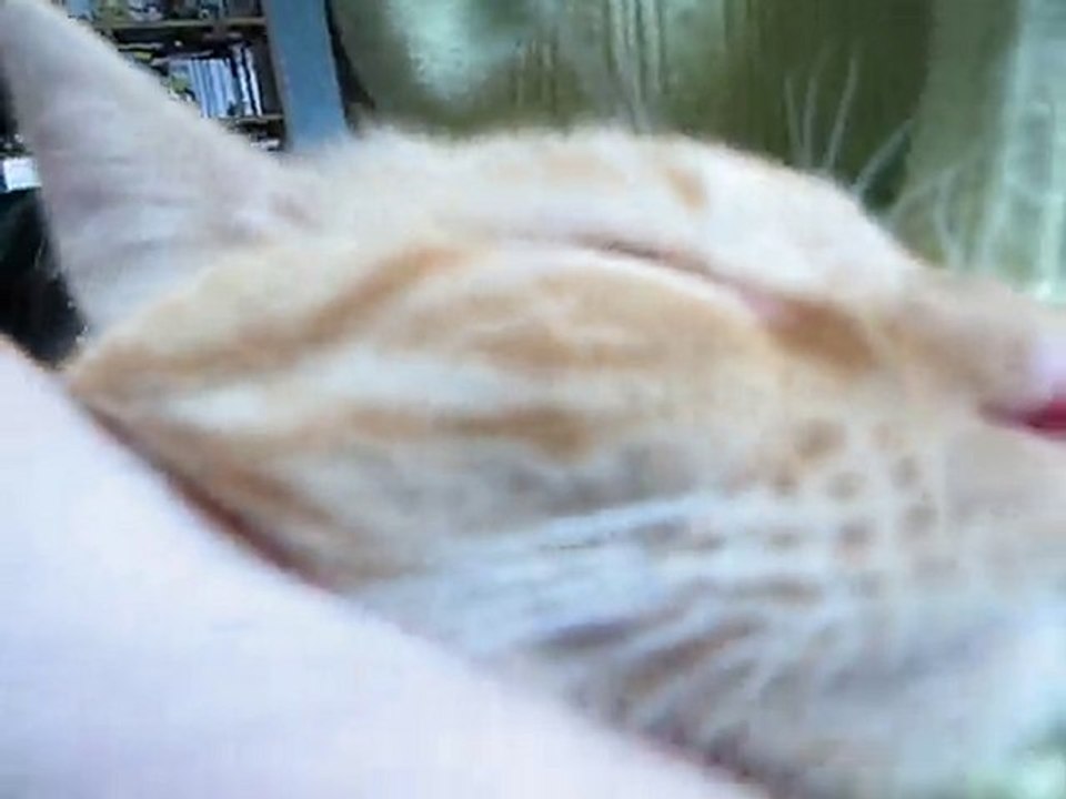 Purrrrr