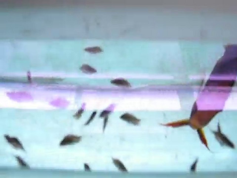 jeunes discus germain