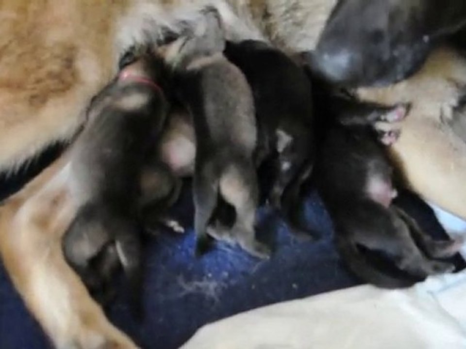 CHIOTS CAÏRA COÏGONE