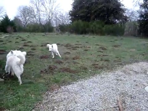 Journée du 26 décembre 2009 Eishi a adopté sa famille