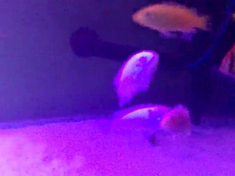 astronot balıkları