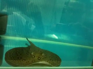 Motoro Ray Extra Spots