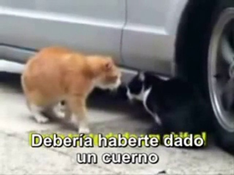 Gatos Chistosos