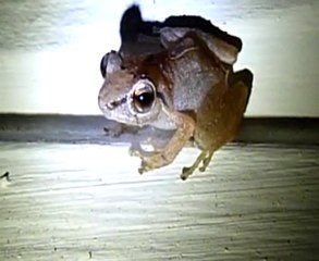 Concerto nocturne de grenouilles en Guadeloupe - Vanichoc971