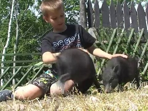 Blommer Örebro Län Lindesberg PLANTMARKNADEN