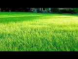 Lawn Irrigation Bergen County- Lawn Irrigation- 201 768-174