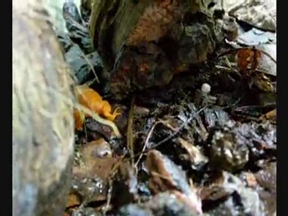 Mantella aurantiaca