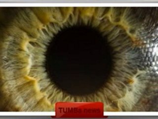 глаза орган зрения