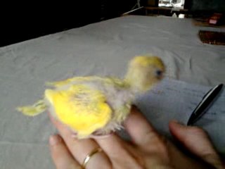 tite perruche EAM bébé