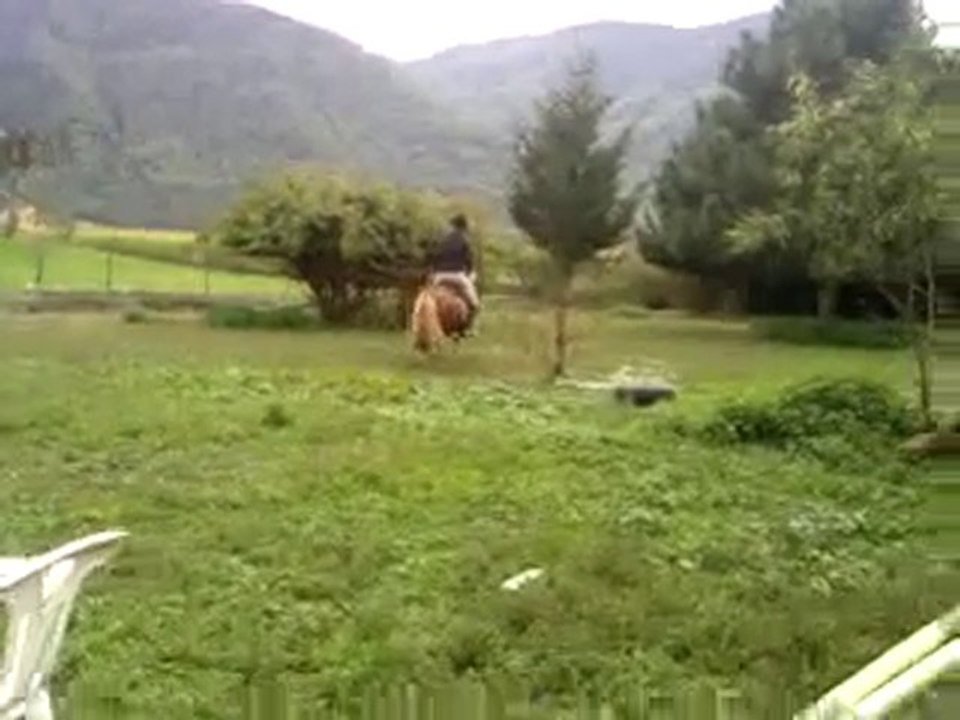 Poney