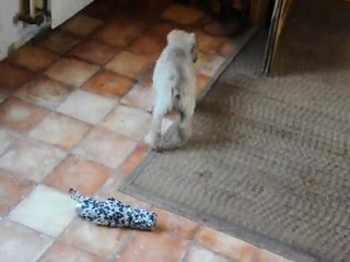 Fripouille The Crazy Monkey