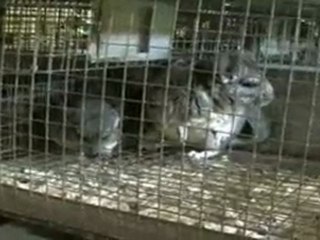 CHINCHILLA ve YAVRULARI