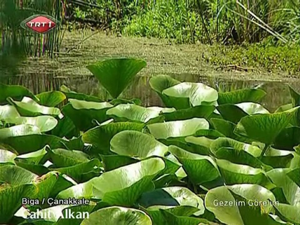 Biga Nilüfer Gölü- TRT Gezelim Görelim Programı