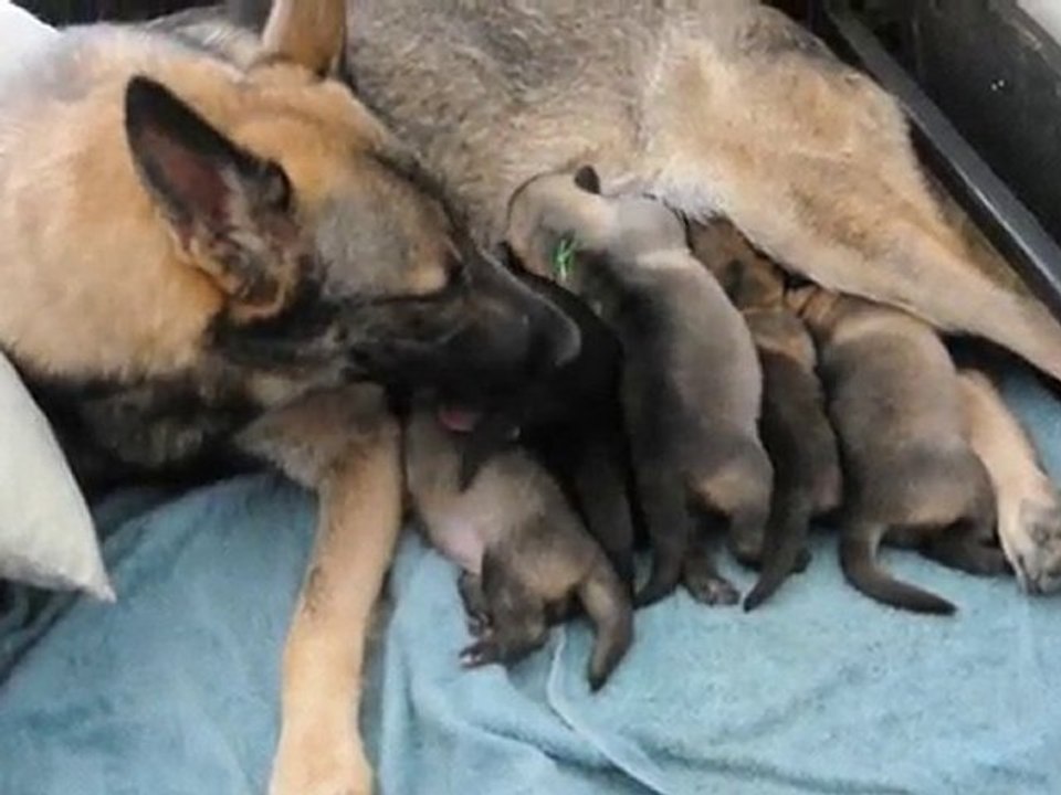 BB CAÏRA ET COÏGONE