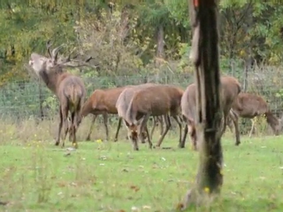 Rotwild / rothirsch im wildgehege hellenthal