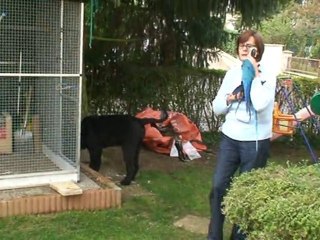 Aladin mon ara  première sortie au jardin le 14 octobre 2010
