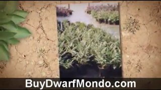 Buy Dwarf Mondo