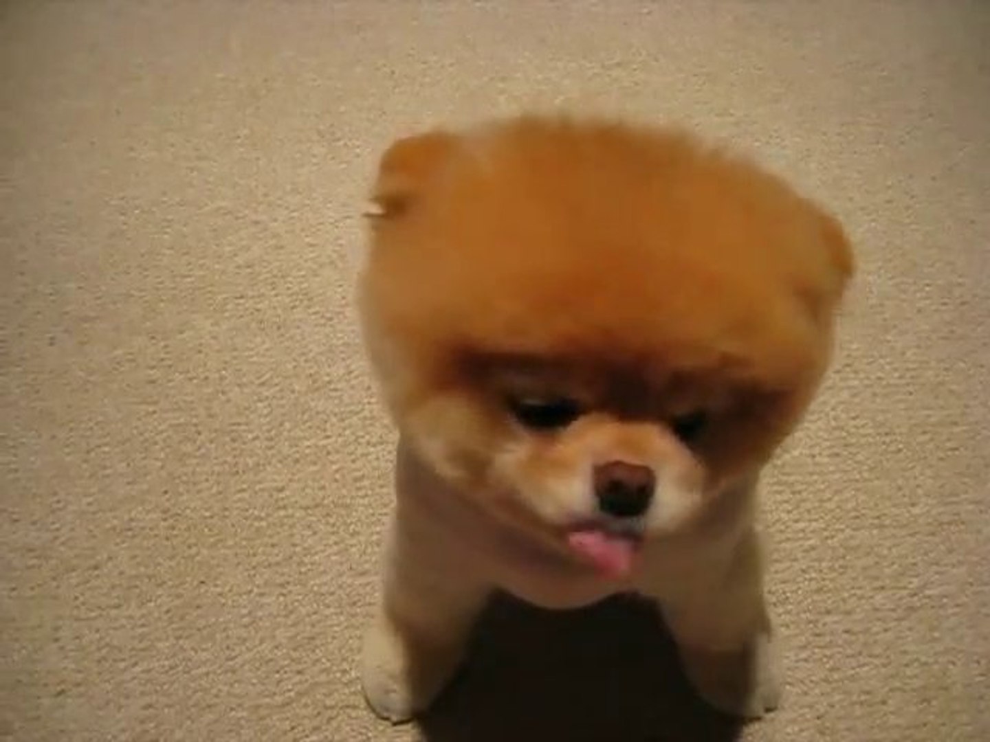 Boo - le chien le plus petit du monde ? [Cute Dog] - Vidéo Dailymotion