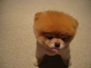 Boo - le chien le plus petit du monde ? [Cute Dog]